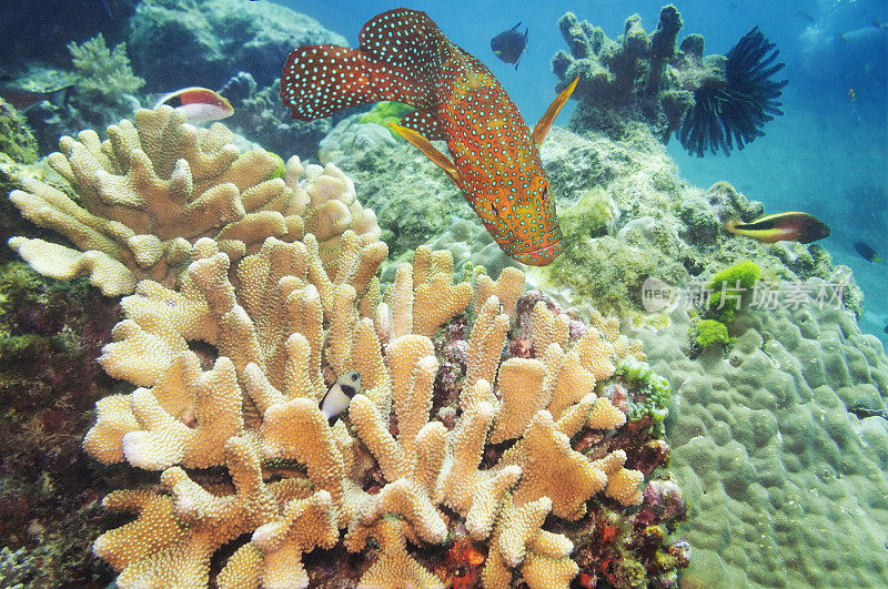 泰国普吉岛，雅利安群岛的珊瑚礁，Acropora和Coral Hind